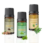 Carno Calm - EtherealBliss Exotic Essential Oil Combo